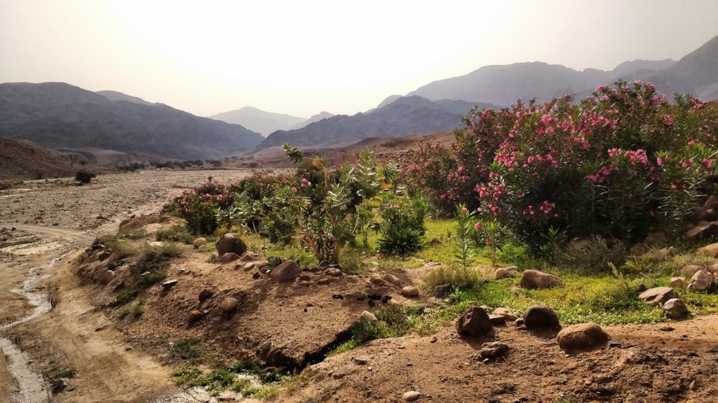 Is the EU Council decision an oasis in the desert of EU climate policy?