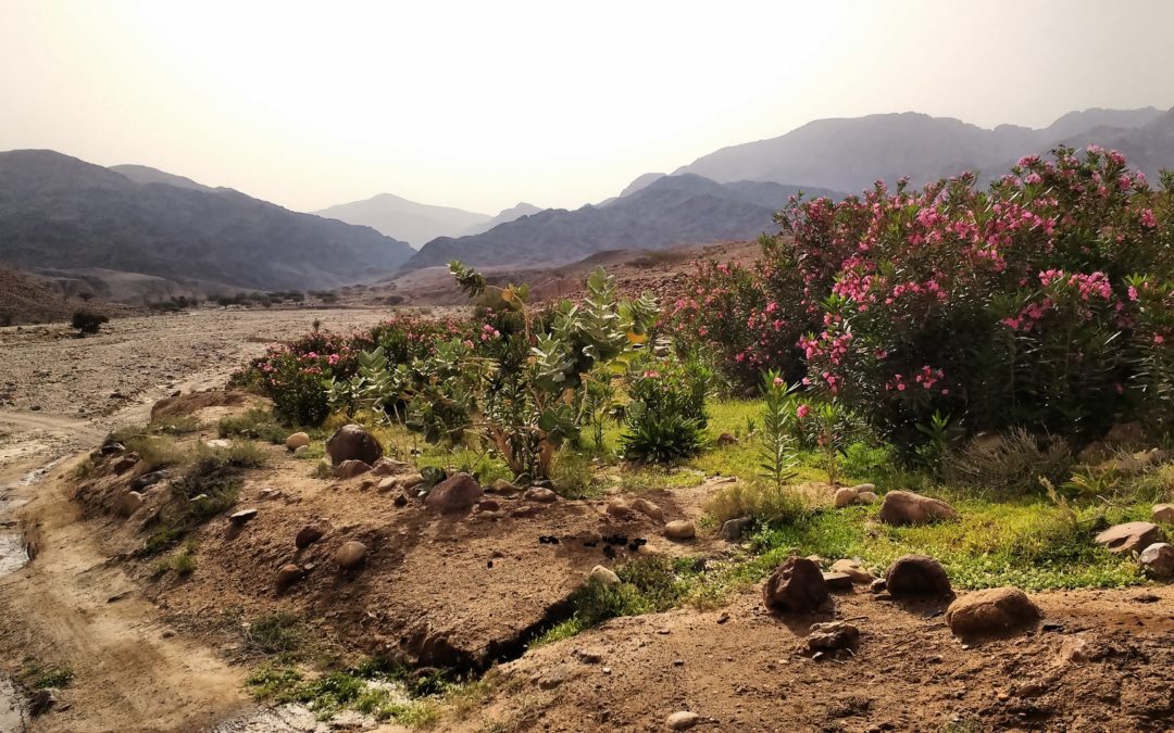 Brussels cuts the hot air – Green Growth and the ETS reform